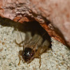 Field cricket (nymph)
