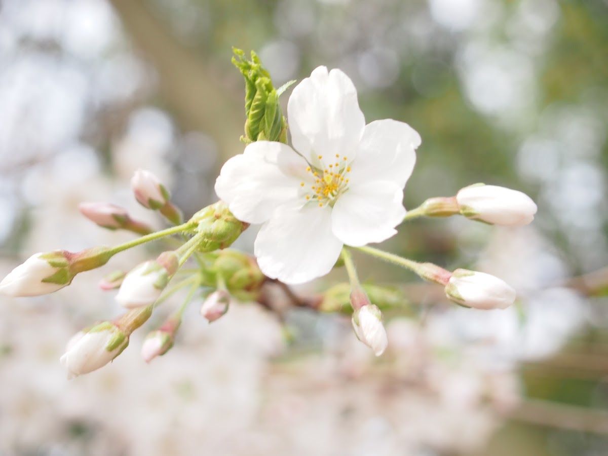 Sakura / Cherry blossom