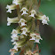 Microchilus orchid