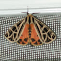 Parthenice Tiger Moth