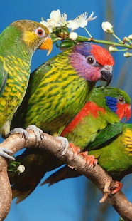 How to install Birds Live Wallpaper 1.0 unlimited apk for pc