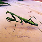 False Garden Mantis