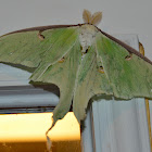 Luna moth