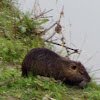 Nutria