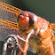 Neon Skimmer Dragonfly