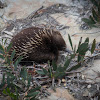 Short-beaked echidna