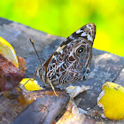 Blomfild's Bark Wing Butterfly