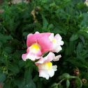 Snapdragon