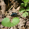 Oil Beetle