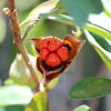 Snake Vine (seed pod)