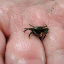 White fingered mud crab (female)