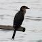 Reed or Long-tailed Cormorant