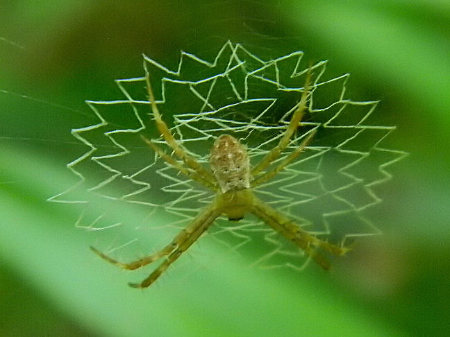 paired-legs orb web spider