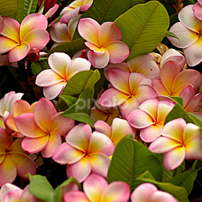 Pink Frangipani 87 by Mark Zouroudis - Flowers Flowers in the Wild