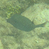 Spotted Boxfish (Female or juvenile)