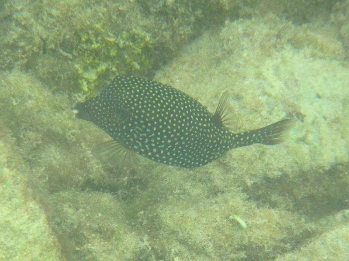 Spotted Boxfish (Female or juvenile)