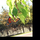 Monarch Butterfly