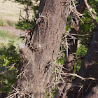 Honey Locust