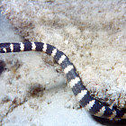 black-banded sea snake