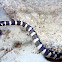 black-banded sea snake