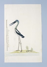 Grus rubicunda (Brolgakraanvogel)