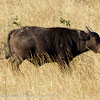 Buffalo, juvenile