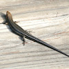 (American) five-lined skink