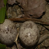 Eggs of Philippine Nightjar