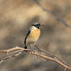 Siberian Stonechat or Asian Stonechat
