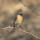 Siberian Stonechat or Asian Stonechat