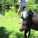 Southern Leopard Frog