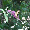 Eastern tiger swallowtail (Male)