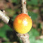 Round Bullet Gall Wasp