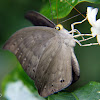 Eurybia butterfly