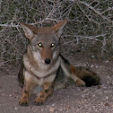 Coyote