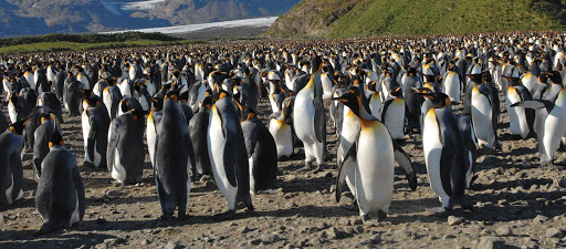 Silversea-Silver-Discoverer-king-penguins - Sail to southern New Zealand with Silver Discoverer and meet friendly king penguins, cousin to emperor penguins.