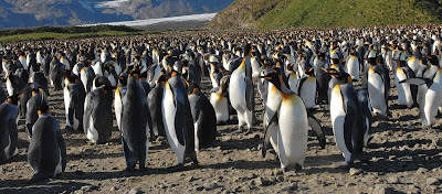 Sail to southern New Zealand with Silver Discoverer and meet friendly king penguins, cousin to emperor penguins.