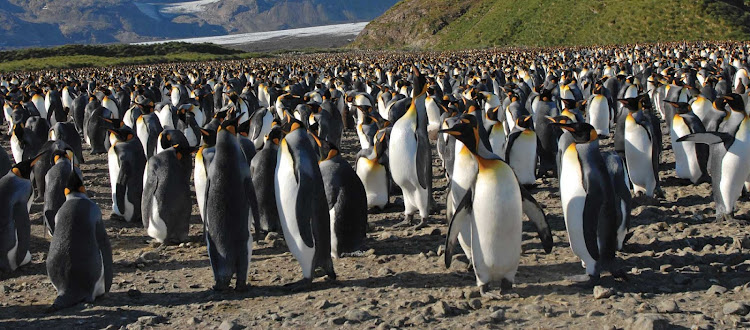 Sail to southern New Zealand with Silver Discoverer and meet friendly king penguins, cousin to emperor penguins.