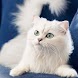Stunning Cats Images