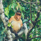 Proboscis monkey