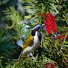 Blue-faced Honeyeater