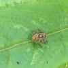 Plexippus petersi Spider