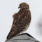 Red-shouldered Hawk    juvenile