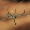 Tent web spider (juvenile)