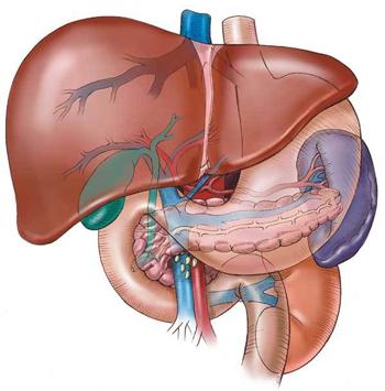 Liver Disease Fact