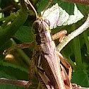 Juniper Grasshopper