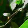 Helicopter Damselfly