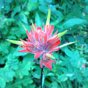 (Common or Giant) Red Indian Paintbrush