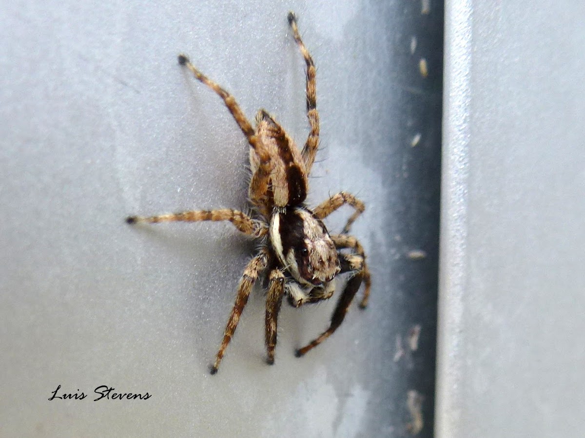 Gray wall jumper spider