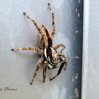 Gray wall jumper spider